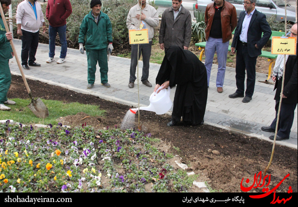 تصاویر/ مراسم درختکاری توسط خانواده های شهدا تصاویر/ مراسم درختکاری توسط خانواده های شهدا