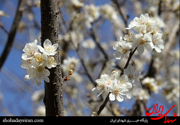 تصاویر/ صدای پای بهار می آید شکوفه های بهاری بر ما می خندند