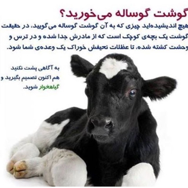روش امیر تتلو برای گیاهخوار کردن دوستانش+ عکس