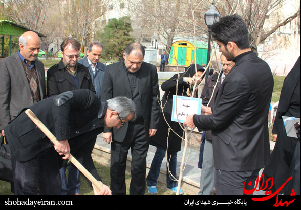 تصاویر/ درختانی که شهدای شدند تصاویر/ درختانی که شهدای شدند