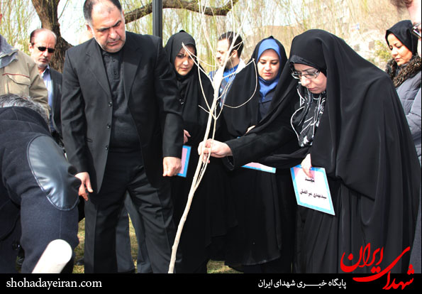 تصاویر/ درختانی که شهدای شدند تصاویر/ درختانی که شهدای شدند