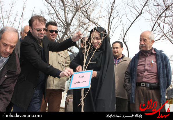 تصاویر/ درختانی که شهدای شدند تصاویر/ درختانی که شهدای شدند