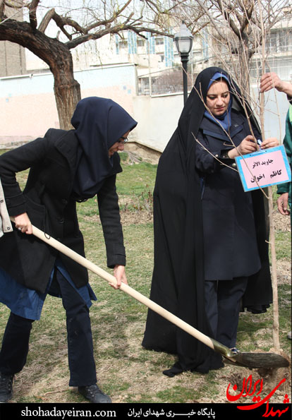 تصاویر/ درختانی که شهدای شدند تصاویر/ درختانی که شهدای شدند