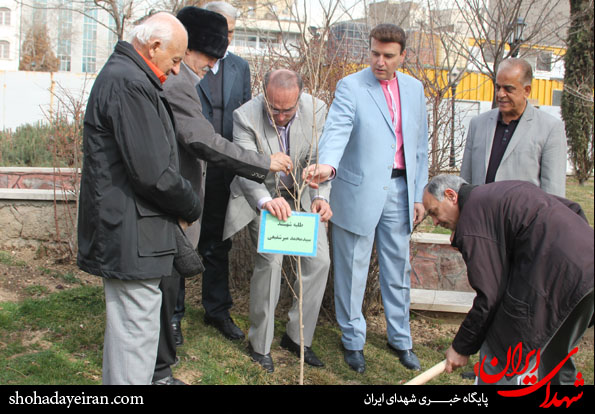 تصاویر/ درختانی که شهدای شدند تصاویر/ درختانی که شهدای شدند