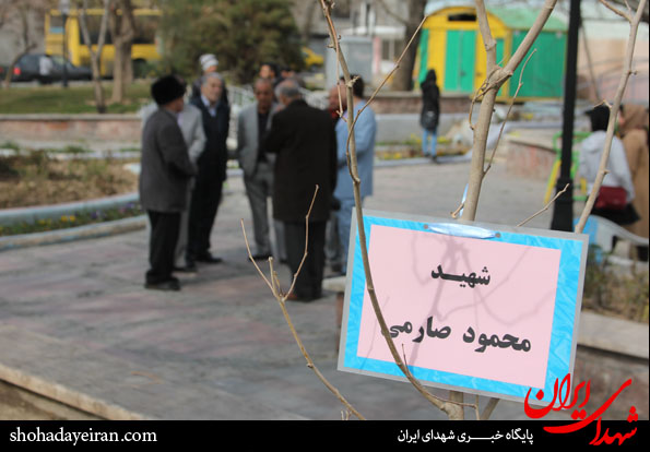 تصاویر/ درختانی که شهدای شدند تصاویر/ درختانی که شهدای شدند
