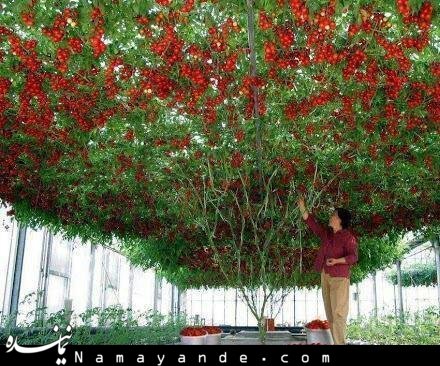 گوجه فرنگی درختی دیده اید؟/عکس گوجه فرنگی درختی دیده اید؟/عکس