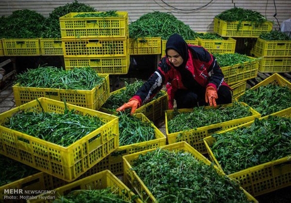 سبزیفروشی مادر برای خرج درمان فرزند+تصاویر سبزیفروشی مادر برای خرج درمان فرزند+تصاویر