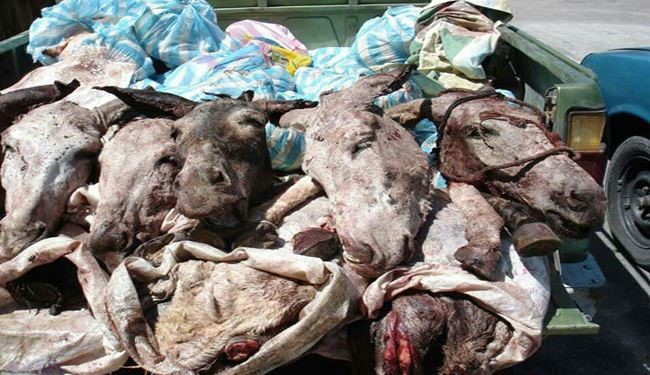 رام کنندۀ شیر در مصر،گوشت الاغ میفروخت + عکس رام کنندۀ شیر در مصر،گوشت الاغ میفروخت + عکس
