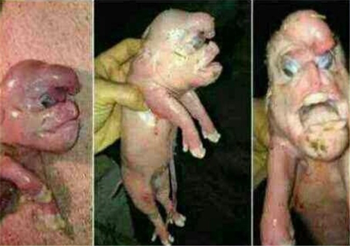 آيا زن داعشي بچه خوك به دنيا آورد + عكس آيا زن داعشي بچه خوك به دنيا آورد + عكس