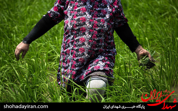 عکس/روزه داری و مشاغل سخت