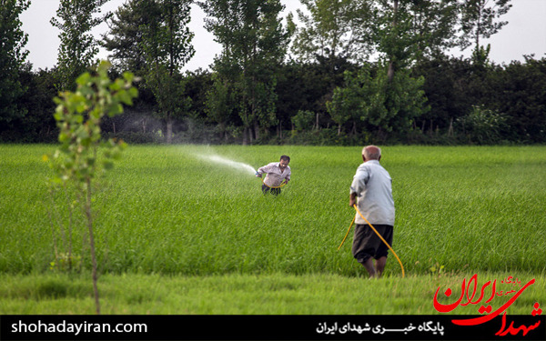 عکس/روزه داری و مشاغل سخت
