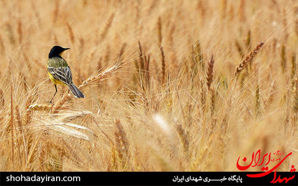 عکس/برداشت گندم و جو در خرامه شیراز - فارس