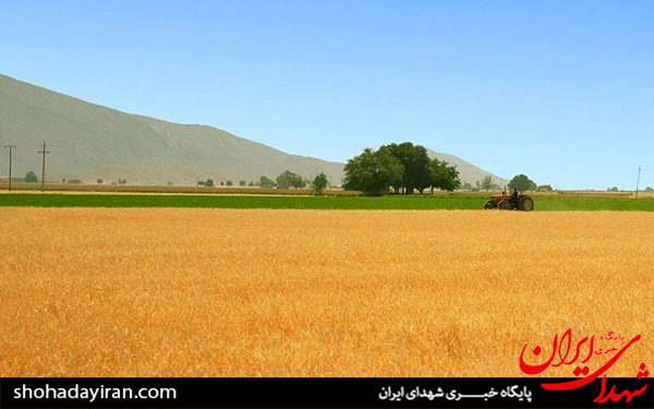 عکس/برداشت گندم و جو در خرامه شیراز - فارس