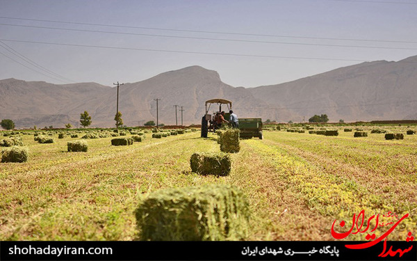 عکس/برداشت گندم و جو در خرامه شیراز - فارس