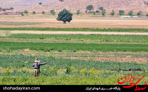 عکس/برداشت گندم و جو در خرامه شیراز - فارس