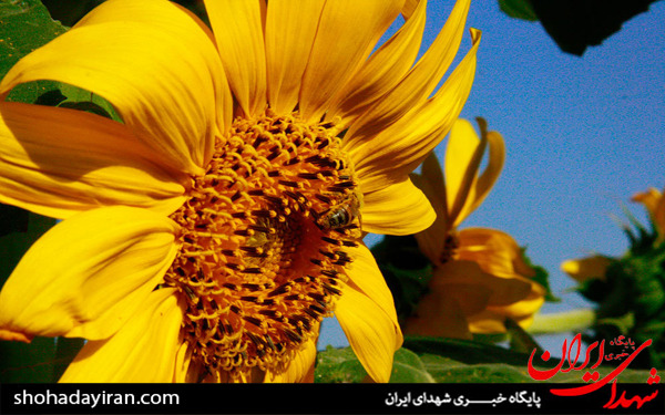 عکس/مزارع آفتابگردان در تاکستان