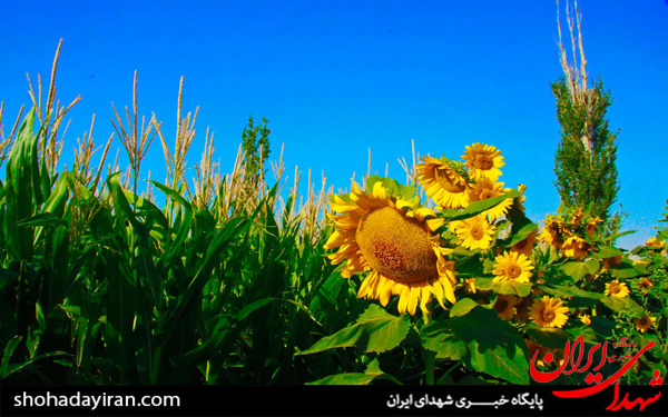 عکس/مزارع آفتابگردان در تاکستان