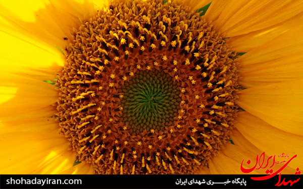 عکس/مزارع آفتابگردان در تاکستان
