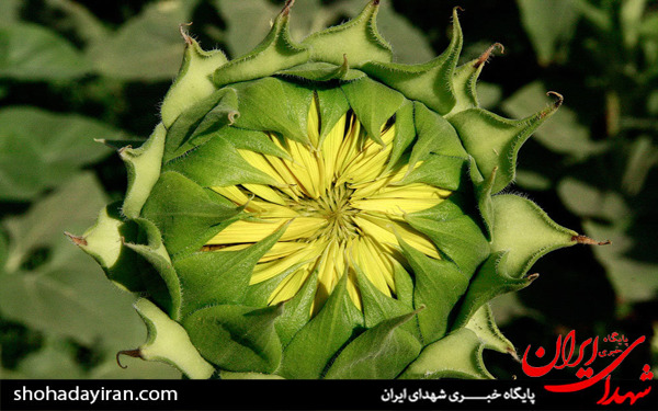 عکس/مزارع آفتابگردان در تاکستان