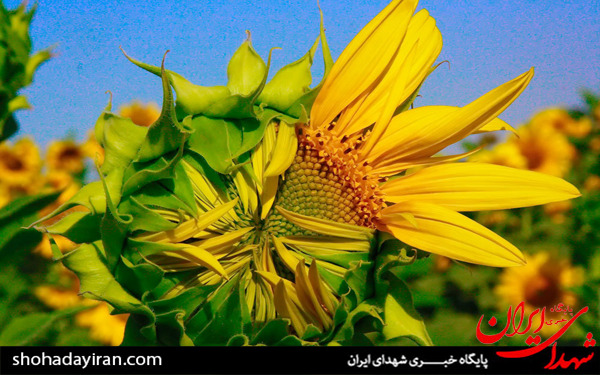 عکس/مزارع آفتابگردان در تاکستان
