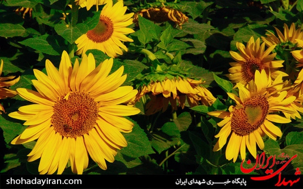 عکس/مزارع آفتابگردان در تاکستان