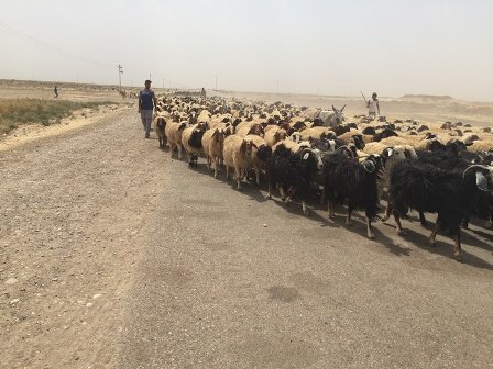 کرکوک: گریز از دوزخ داعش + تصاویر کرکوک: گریز از دوزخ داعش + تصاویر