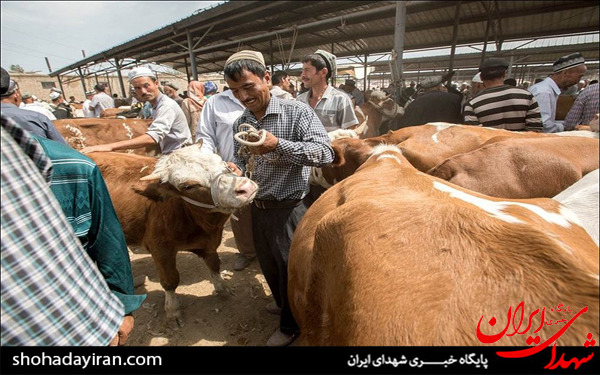 عکس/مسلمانان چینی در مسیر راه ابریشم سابق