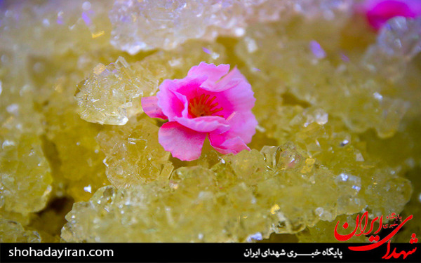 عکس/بسته بندی نبات متبرک توسط خادمان حرم امام رضا (ع) - مشهد
