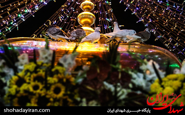 عکس/در آستانه میلاد حضرت امام رضا(ع)