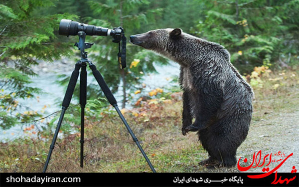 عکس/تصاویری از حیوانات با عکاسان