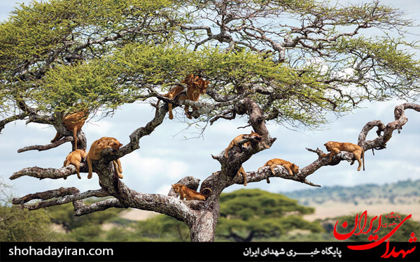 عکس/حیات وحش آفریقا