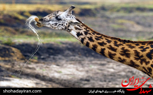 عکس/حیات وحش آفریقا