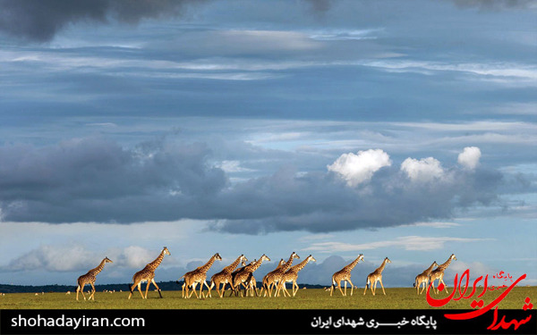 عکس/حیات وحش آفریقا