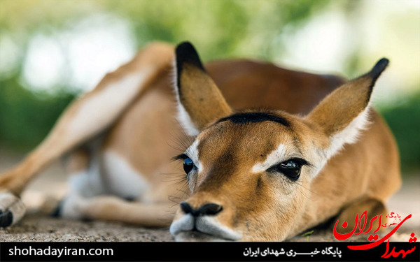 عکس/حیات وحش آفریقا