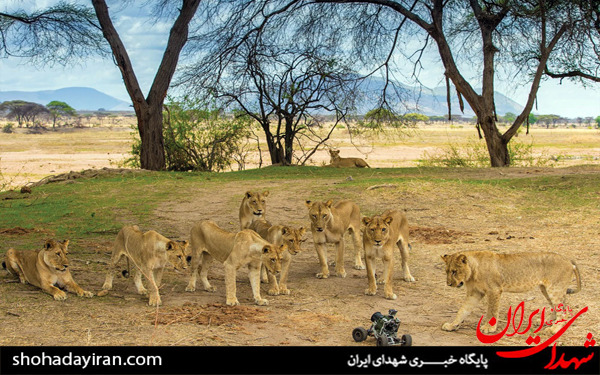 عکس/حیات وحش آفریقا