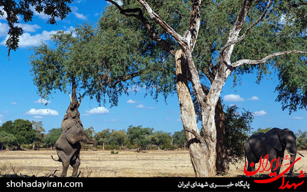 عکس/حیات وحش آفریقا