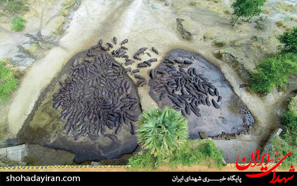 عکس/حیات وحش آفریقا