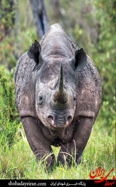 عکس/حیات وحش آفریقا