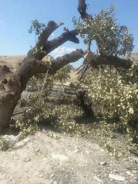 انتقام عجیب راننده متخلف از پلیس در گچساران/عکس انتقام عجیب راننده متخلف از پلیس در گچساران/عکس