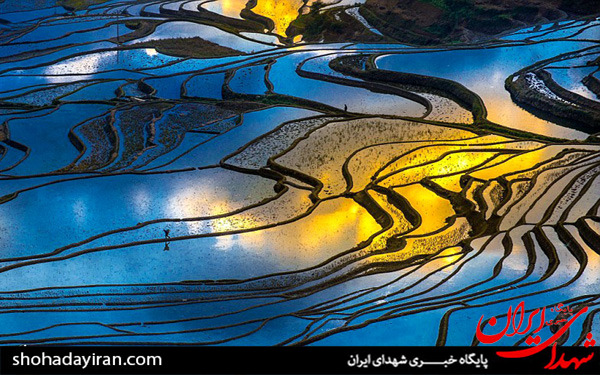 عکس/مزارع برنج در چین