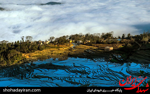 عکس/مزارع برنج در چین