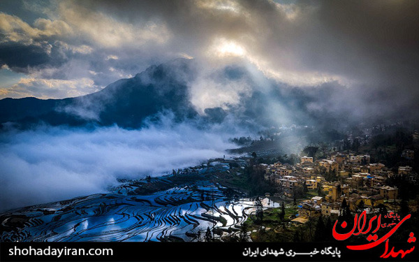 عکس/مزارع برنج در چین