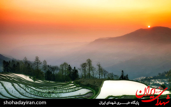 عکس/مزارع برنج در چین