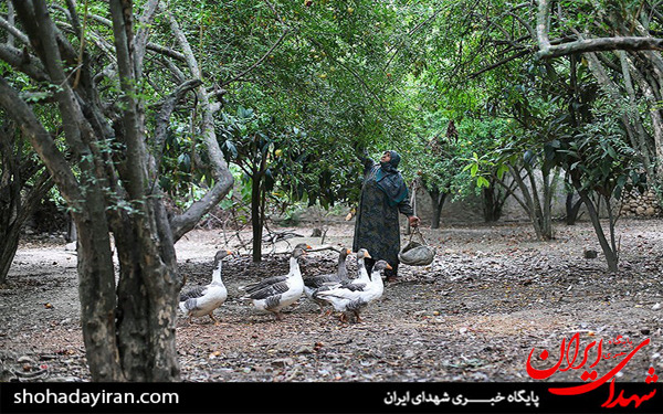 عکس/روستای شهید آباد - مازندران