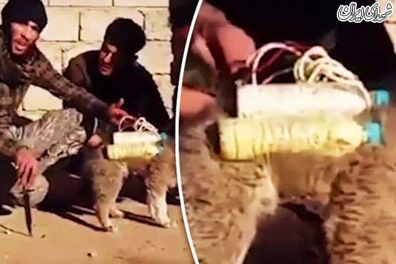 شیوه جدید داعش برای عملیات انتحاری +عکس شیوه جدید داعش برای عملیات انتحاری +عکس