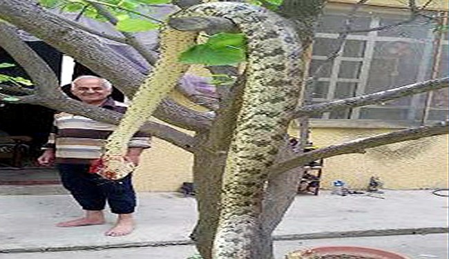 ماری که عراقی ها به دام انداختند+عکس ماری که عراقی ها به دام انداختند+عکس