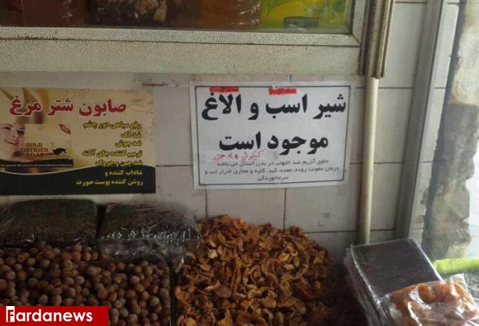 فروش علنی شیر 