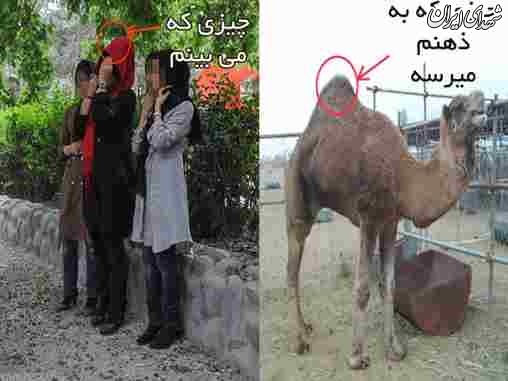 از کوهان 