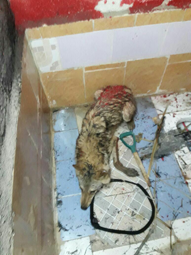 زندهگیری زندهگیری