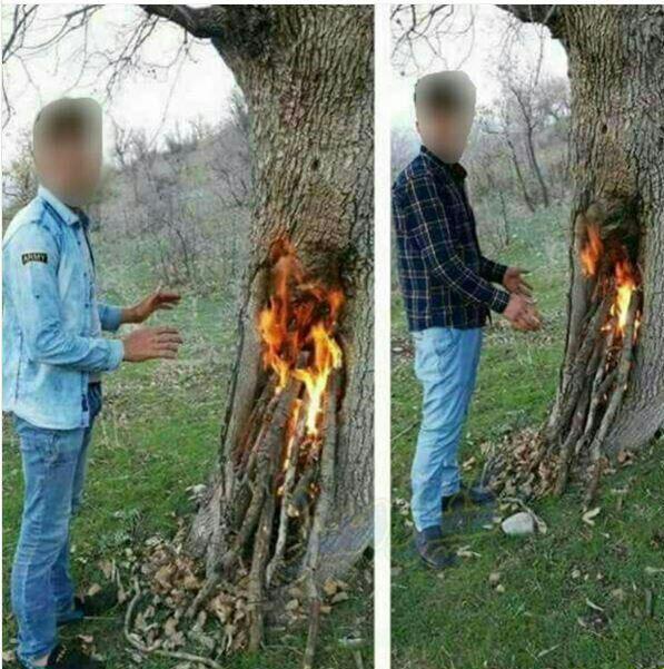 دستگیری ۲ جوان به جرم آتشزدن درخت +عکس دستگیری ۲ جوان به جرم آتشزدن درخت +عکس